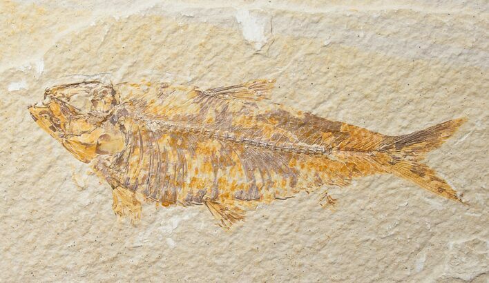 Bargain Knightia Fossil Fish - Wyoming #16473